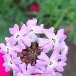 Verbena bipinnatifida Цвят