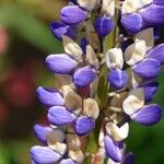 Lupinus polyphyllus फूल