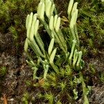 Lycopodium × oellgaardii Habit