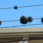 Tillandsia recurvata Blad