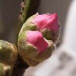 Prunus amygdalus Flower