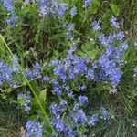 Veronica austriaca عادت داشتن