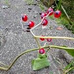 Solanum dulcamaraPlod