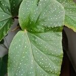 Begonia aconitifolia Blad