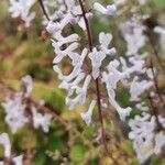 Plectranthus ernstii 花