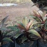 Cordyline fruticosaBlad