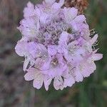 Armeria arenariaКвітка