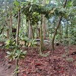 Mimusops sechellarum Habit