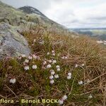 Cassiope hypnoides موطن