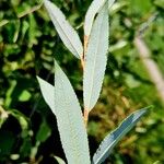 Salix daphnoides ഇല