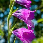 Gladiolus imbricatus Flower