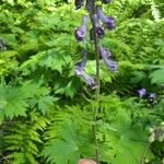 Aconitum septentrionale Květ