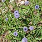 Globularia vulgaris 花