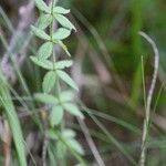 Galium scabrum Leaf