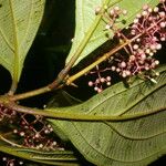 Miconia ligulata Květ
