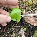 Maianthemum canadense Leaf