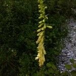 Digitalis lutea Blüte