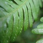 Pteris pteridioides Folio
