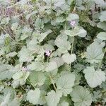 Erodium laciniatum Foglia