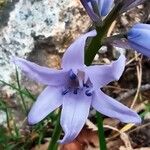 Hyacinthoides hispanica花