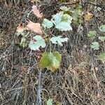 Ribes cereum Feuille