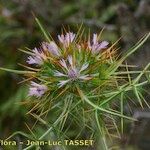 Galactites duriaei Flower