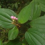 Amphiblemma molle Leaf