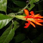 Aphelandra aurantiaca Kwiat