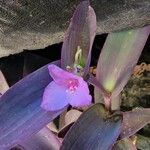 Tradescantia pallidaFiore