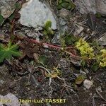 Alchemilla fissa Habit