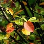 Amelanchier × lamarckiiΦύλλο