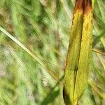 Eriophorum latifolium List