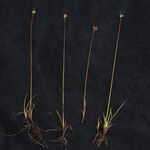 Juncus thomsonii Агульны выгляд