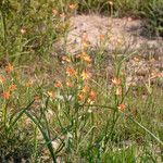 Moraea miniata Habit