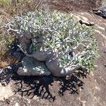 Pachypodium rosulatum Habit