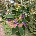 Tibouchina urvilleana 形態