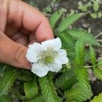Rubus illecebrosus Fleur