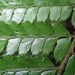 Polystichum transvaalense Leaf