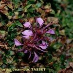Saxifraga retusa Flower