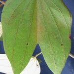 Bauhinia ungulata Leaf