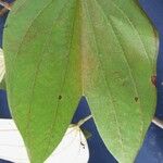 Bauhinia ungulata Hoja