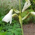 Ornithogalum candicans Virág