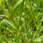 Myosotis arvensis Leaf