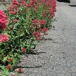 Centranthus ruber Habit