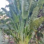 Ravenala madagascariensis 整株植物