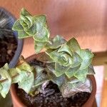 Crassula perforata Thunb.Blatt