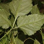 Urvillea ulmacea Feuille