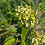 Stephanotis abyssinica Λουλούδι