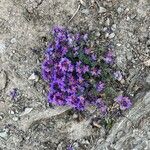 Linaria alpinaFlor