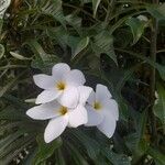 Plumeria pudicaFlower